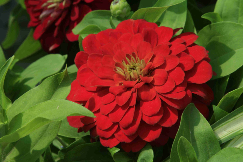 Día de San Valentín (I: Conocer)